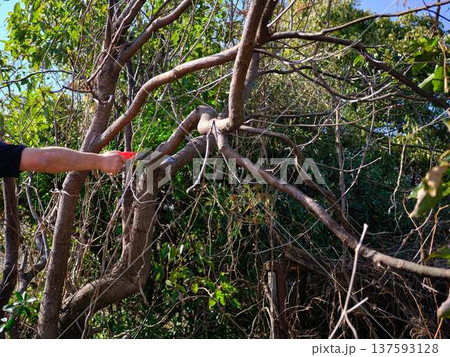 Professional gardener cuts branches on a old tree, Professional gardener cuts branches on a old tree, 137593128