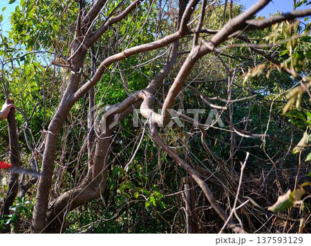 Professional gardener cuts branches on a old tree, 137593129