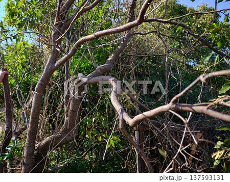 Professional gardener cuts branches on a old tree, 137593131