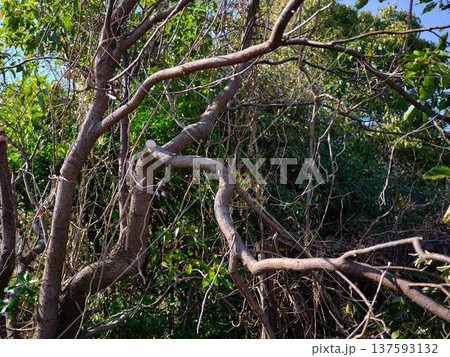 Professional gardener cuts branches on a old tree, 137593132