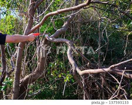 Professional gardener cuts branches on a old tree, 137593133
