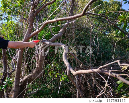 Professional gardener cuts branches on a old tree, Professional gardener cuts branches on a old tree, 137593135