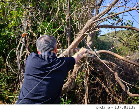 Professional gardener cuts branches on a old tree, 137593138