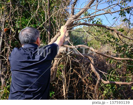 Professional gardener cuts branches on a old tree, 137593139