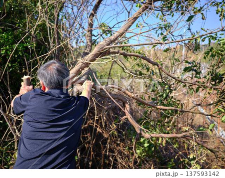 Professional gardener cuts branches on a old tree, 137593142