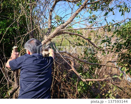 Professional gardener cuts branches on a old tree, 137593144