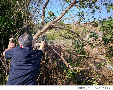 Professional gardener cuts branches on a old tree, 137593145