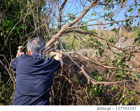 Professional gardener cuts branches on a old tree, 137593147
