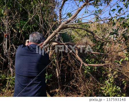 Professional gardener cuts branches on a old tree, Professional gardener cuts branches on a old tree, 137593148