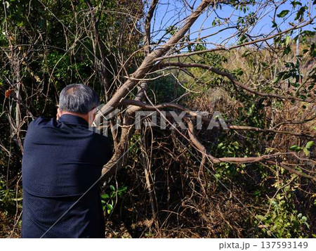 Professional gardener cuts branches on a old tree, 137593149
