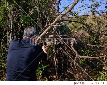 Professional gardener cuts branches on a old tree, 137593151