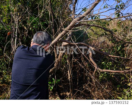 Professional gardener cuts branches on a old tree, Professional gardener cuts branches on a old tree, 137593152