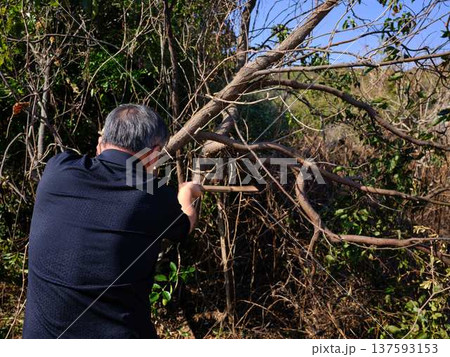 Professional gardener cuts branches on a old tree, 137593153