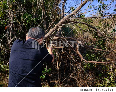 Professional gardener cuts branches on a old tree, 137593154