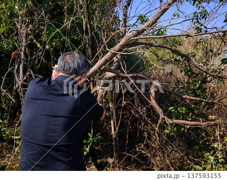 Professional gardener cuts branches on a old tree, 137593155