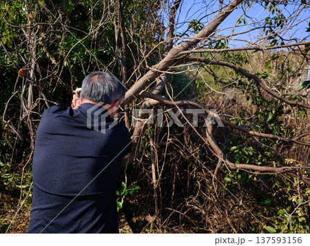 Professional gardener cuts branches on a old tree, 137593156