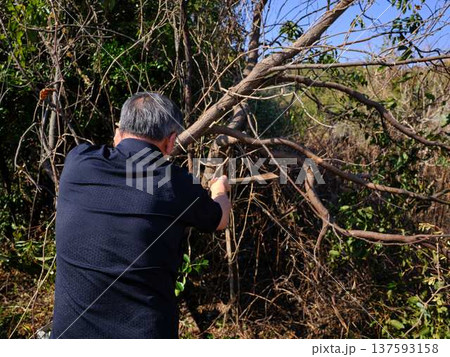 Professional gardener cuts branches on a old tree, Professional gardener cuts branches on a old tree, 137593158