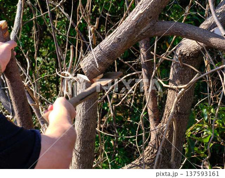 Professional gardener cuts branches on a old tree, 137593161