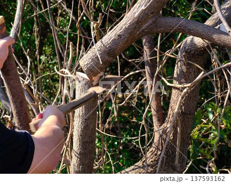 Professional gardener cuts branches on a old tree, 137593162