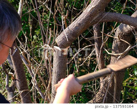 Professional gardener cuts branches on a old tree, 137593164