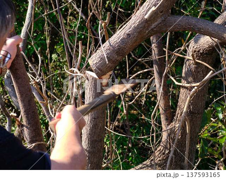 Professional gardener cuts branches on a old tree, 137593165