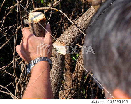 Professional gardener cuts branches on a old tree, 137593166