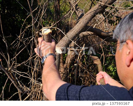 Professional gardener cuts branches on a old tree, Professional gardener cuts branches on a old tree, 137593167