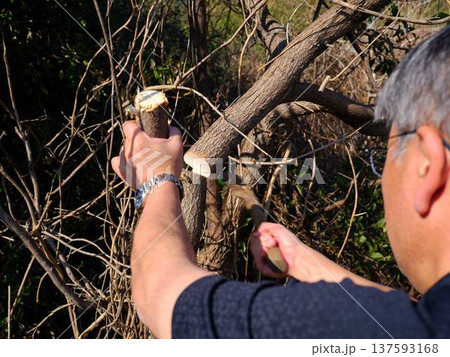 Professional gardener cuts branches on a old tree, 137593168