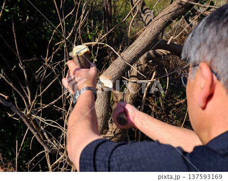 Professional gardener cuts branches on a old tree, 137593169