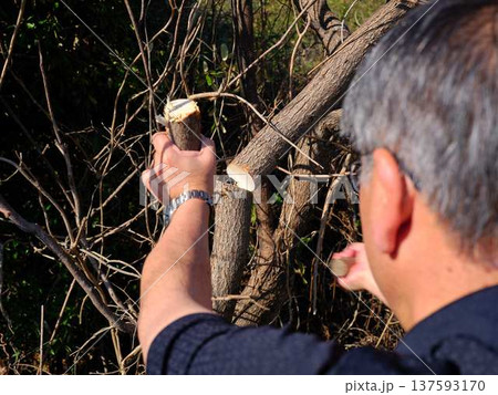 Professional gardener cuts branches on a old tree, Professional gardener cuts branches on a old tree, 137593170