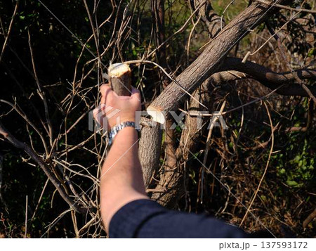 Professional gardener cuts branches on a old tree, Professional gardener cuts branches on a old tree, 137593172