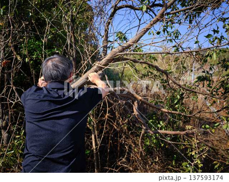 Professional gardener cuts branches on a old tree, Professional gardener cuts branches on a old tree, 137593174