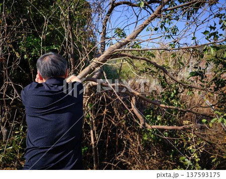 Professional gardener cuts branches on a old tree, Professional gardener cuts branches on a old tree, 137593175