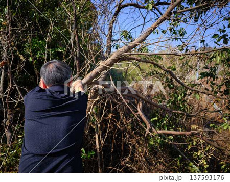 Professional gardener cuts branches on a old tree, 137593176