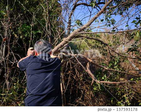 Professional gardener cuts branches on a old tree, 137593178