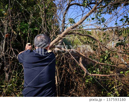 Professional gardener cuts branches on a old tree, Professional gardener cuts branches on a old tree, 137593180