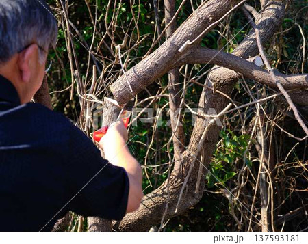 Professional gardener cuts branches on a old tree, Professional gardener cuts branches on a old tree, 137593181