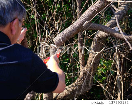 Professional gardener cuts branches on a old tree, 137593182