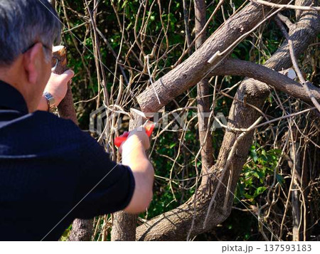 Professional gardener cuts branches on a old tree, 137593183