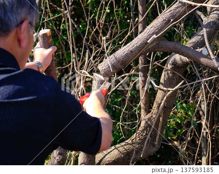 Professional gardener cuts branches on a old tree, Professional gardener cuts branches on a old tree, 137593185