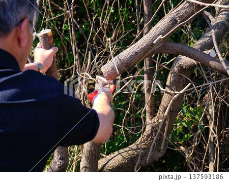 Professional gardener cuts branches on a old tree, 137593186