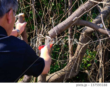 Professional gardener cuts branches on a old tree, 137593188