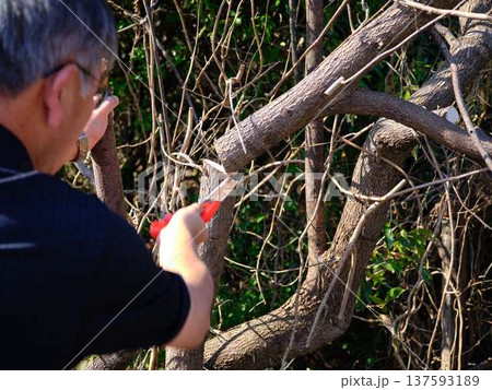 Professional gardener cuts branches on a old tree, Professional gardener cuts branches on a old tree, 137593189