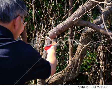 Professional gardener cuts branches on a old tree, Professional gardener cuts branches on a old tree, 137593190