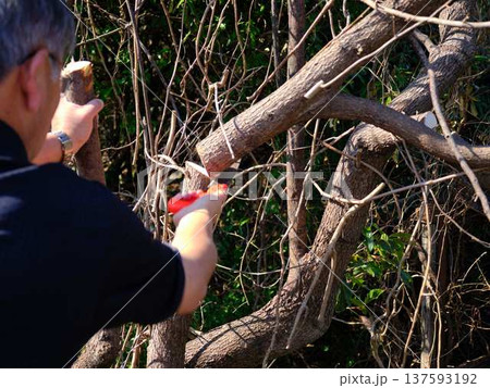 Professional gardener cuts branches on a old tree, Professional gardener cuts branches on a old tree, 137593192