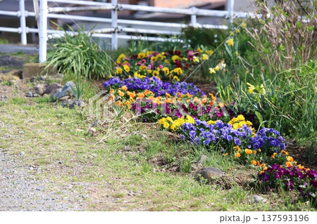 春の庭を彩るパンジーの花々 137593196