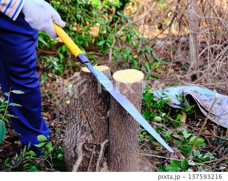 Professional gardener cuts branches on a old tree, Professional gardener cuts branches on a old tree, 137593216