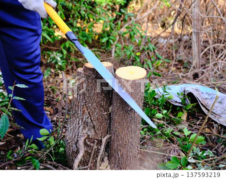 Professional gardener cuts branches on a old tree, Professional gardener cuts branches on a old tree, 137593219