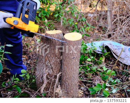 Professional gardener cuts branches on a old tree, 137593221