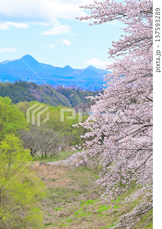 満開の桜　赤城山　利根川地蔵橋付近からの風景　群馬県沼田市　　　　 137593289